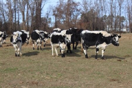 Buy Pastured Beef to Help Grasslands and Birds Image
